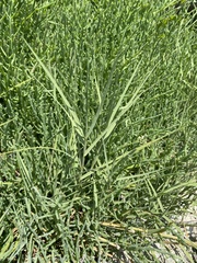 Distichlis spicata spicata