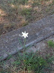Zephyranthes chlorosolen