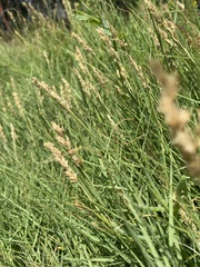 Distichlis spicata spicata