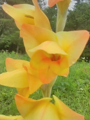 Gladiolus dalenii