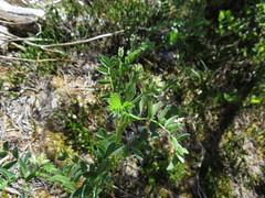 Hedysarum occidentale