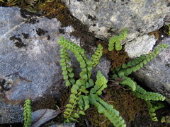 Asplenium adulterinum