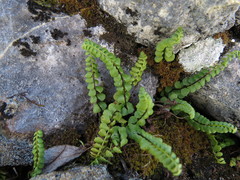 Asplenium adulterinum