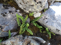 Asplenium adulterinum