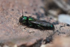 Hoplitis fulgida fulgida