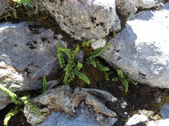 Asplenium adulterinum