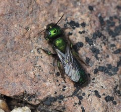 Hoplitis fulgida fulgida