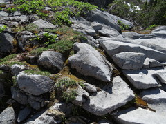 Asplenium adulterinum