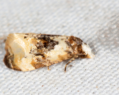 Phalonidia memoranda