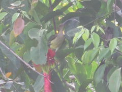 Arachnothera robusta