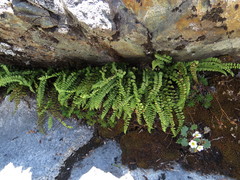Asplenium adulterinum