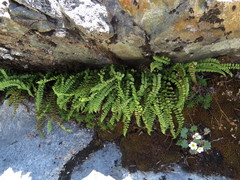 Asplenium adulterinum