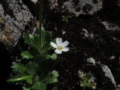 Claytonia multiscapa pacifica