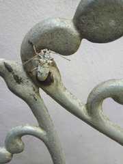 Lochmaeocles cretatus