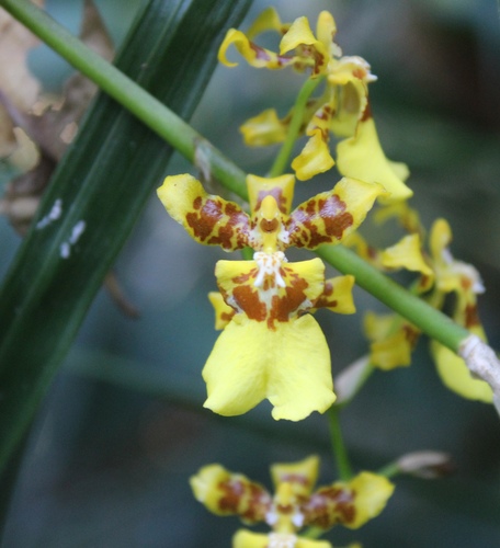 Oncidium sphacelatum