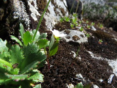 Claytonia multiscapa pacifica