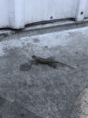 Sceloporus occidentalis