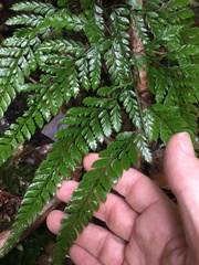 Arachniodes aristata