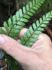 Arachniodes aristata