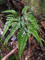 Arachniodes aristata