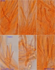 Phaeohelotium fulvidulum