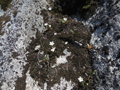 Claytonia multiscapa pacifica