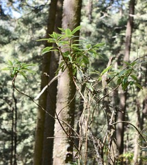 Comarostaphylis longifolia