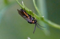 Sterictiphorinae