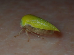 Ophiderma evelyna