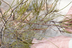 Acacia juncifolia