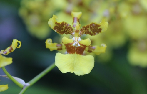 Oncidium sphacelatum