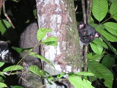 Arctogalidia trivirgata