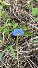 Commelina ensifolia