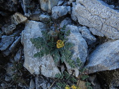 Lomatium martindalei