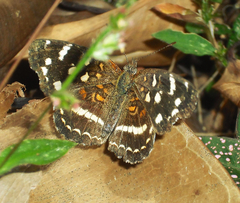 Anthanassa ptolyca amator