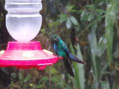 Pterophanes cyanopterus