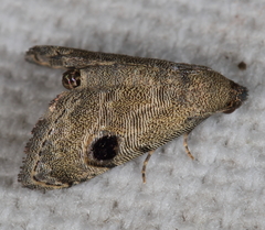 Abablemma brimleyana