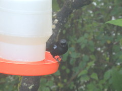 Diglossa lafresnayii