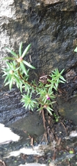 Portulaca matthewsii