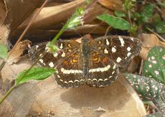 Anthanassa ptolyca amator