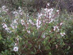 Hakea marginata