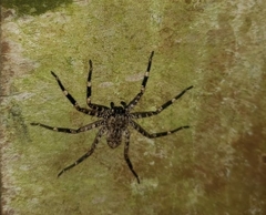 Selenops actophilus