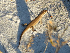 Liopholis multiscutata