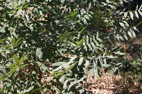 photo of Southern California Walnut (Juglans californica)