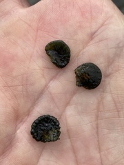 Nostocaceae