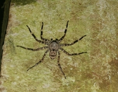 Selenops actophilus