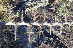 Thorny Rosewood (Dalbergia armata)