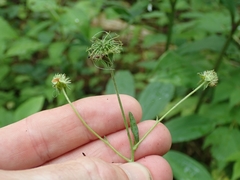Geum × catlingii