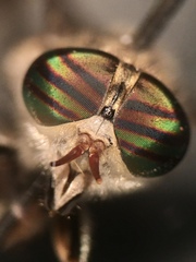 Hybomitra epistates