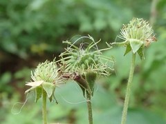 Geum × catlingii